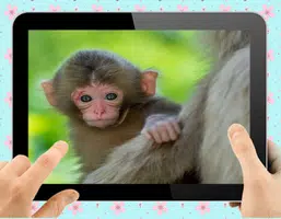 Schermata Baby Monkey 0