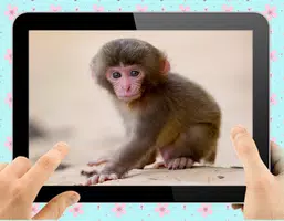 Schermata Baby Monkey 1