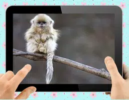 Schermata Baby Monkey 2